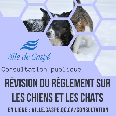 Lancement de la consultation en ligne sur la révision du règlement sur les chiens et les chats