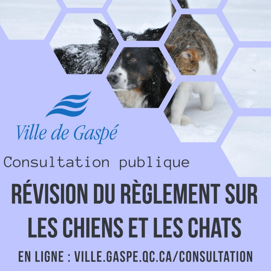Lancement de la consultation en ligne sur la révision du règlement sur les chiens et les chats